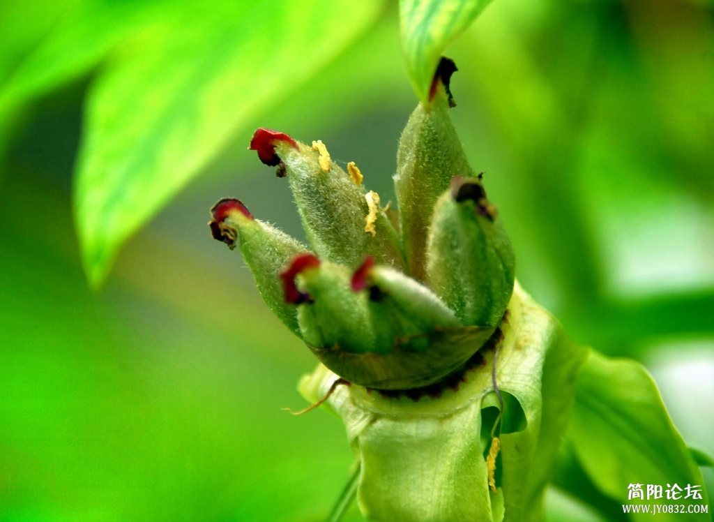 _AA37245 0.jpg
