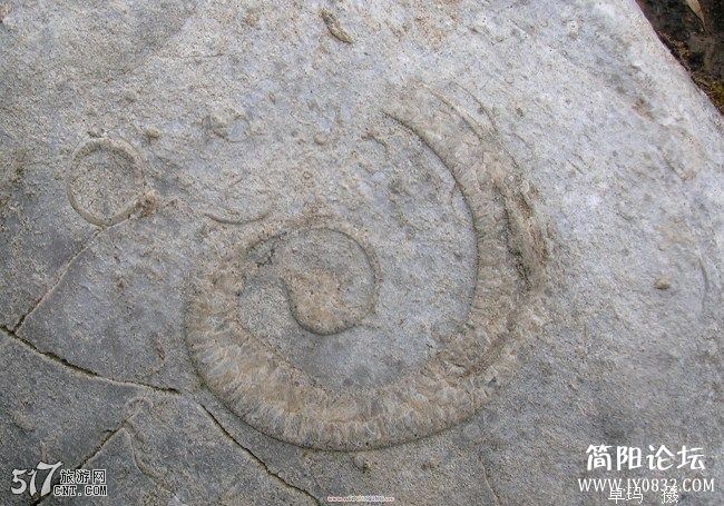 5亿年前的海洋生物化石.jpg