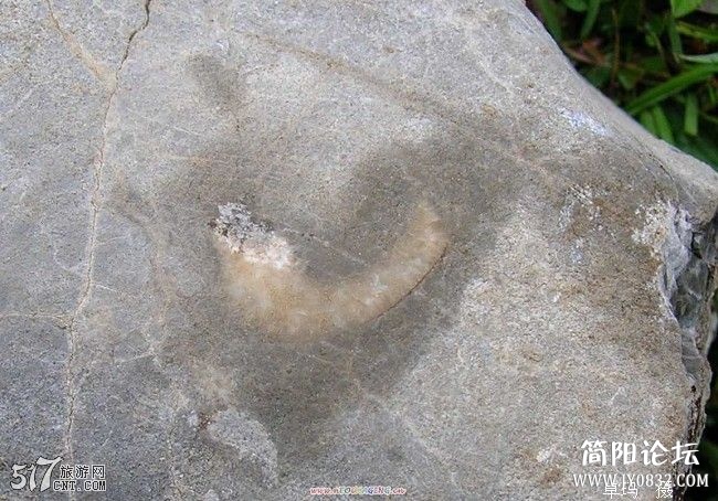 5亿年前的海洋生物化石3.jpg