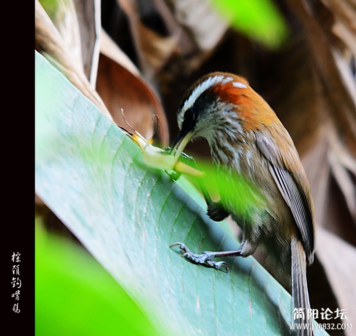 棕颈钩嘴鹛02.jpg