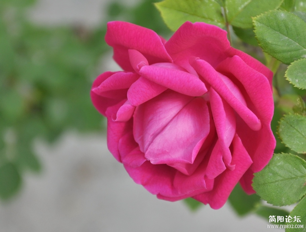 DSC_7211.jpg