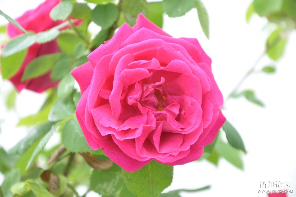 DSC_7216.jpg