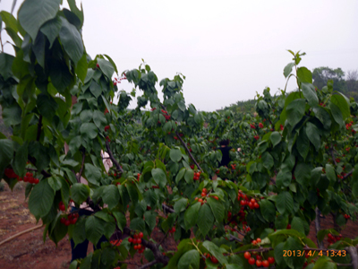 P1020915.jpg