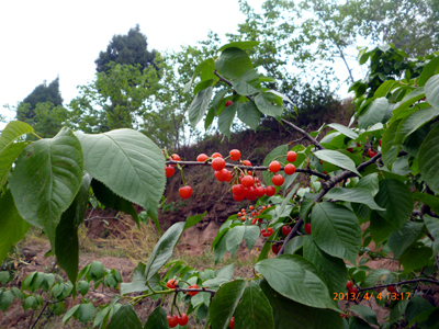 P1020900.jpg