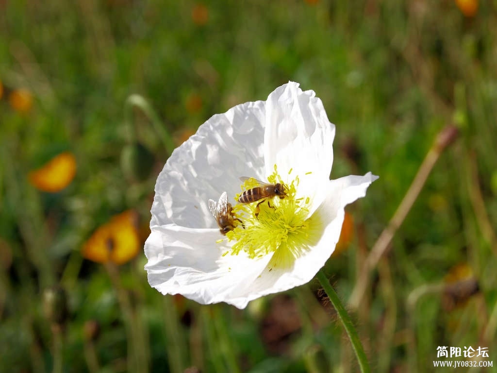 P4144387.jpg