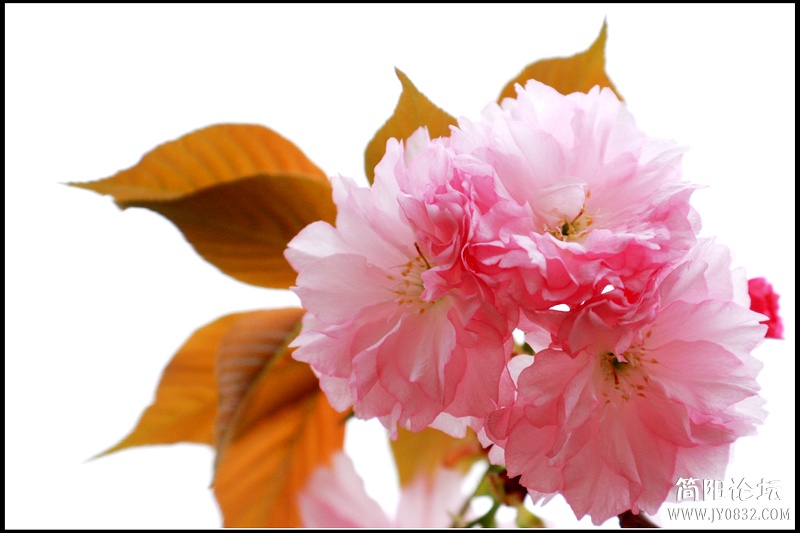 樱花.jpg