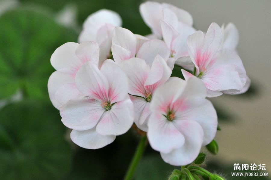 苹果花