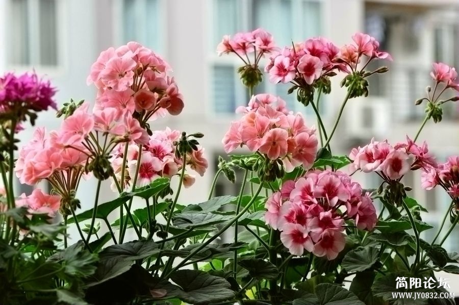 照片 483.jpg