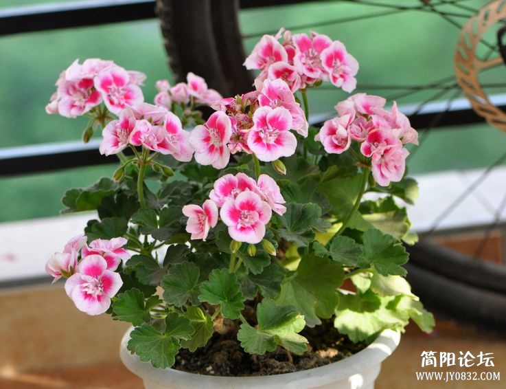 照片 562.jpg