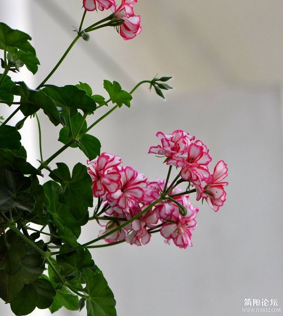 照片 418.jpg