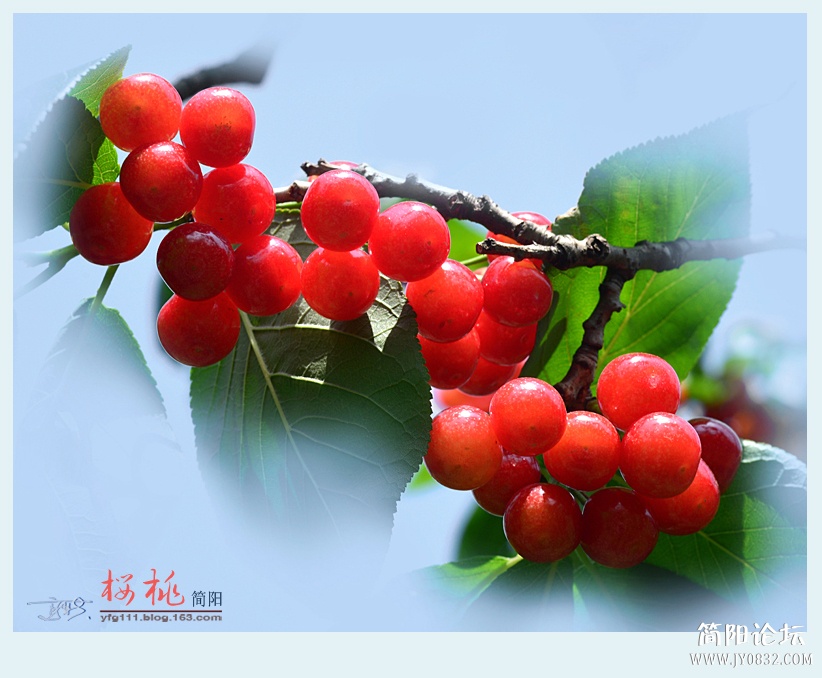 樱桃——06.jpg