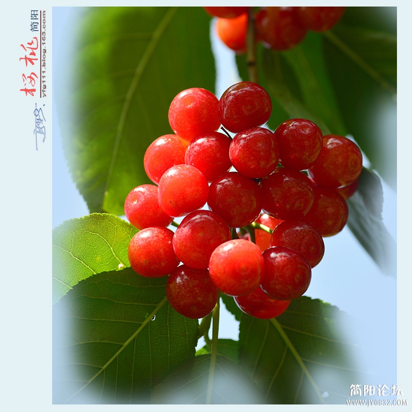 樱桃——04.jpg