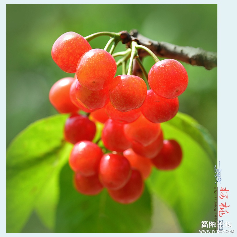 樱桃——12.jpg