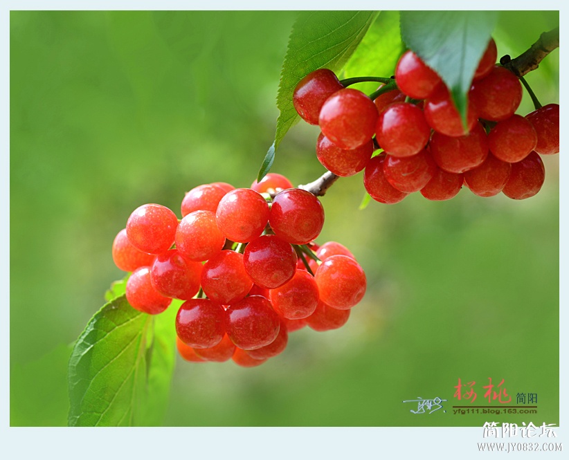 樱桃——18.jpg