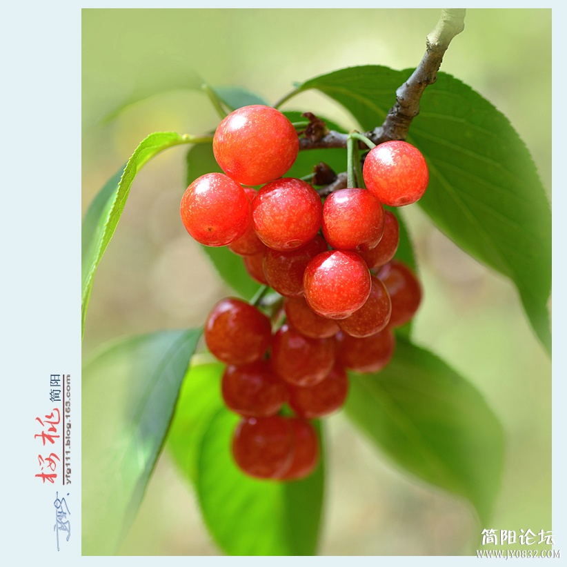 樱桃——15.jpg