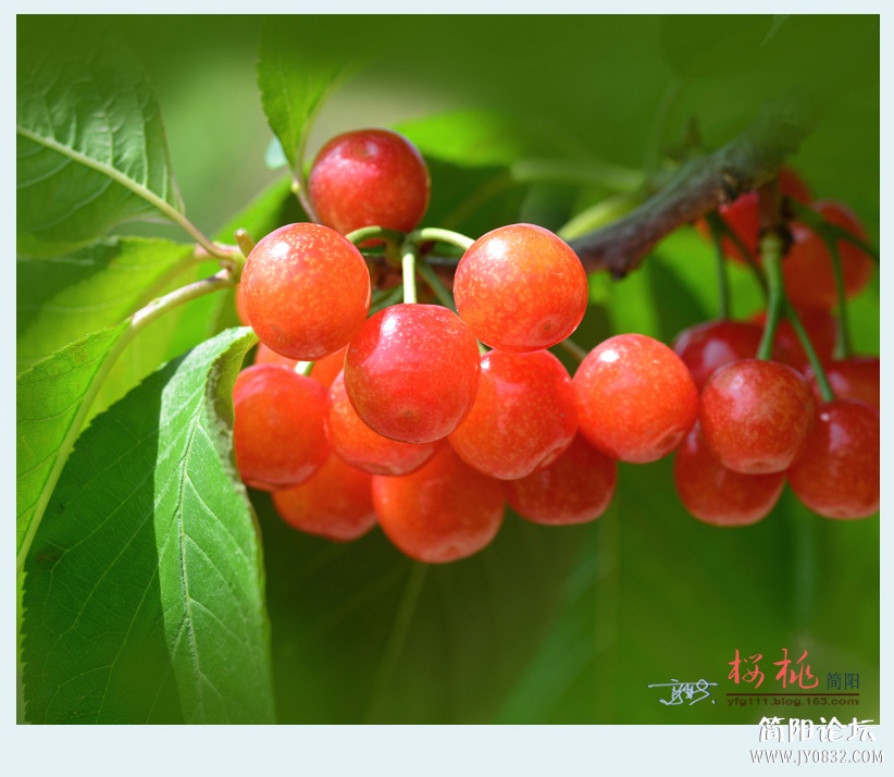 樱桃——14.jpg