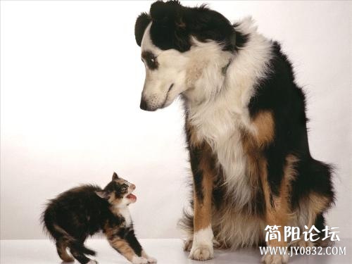 動物 (2).jpg