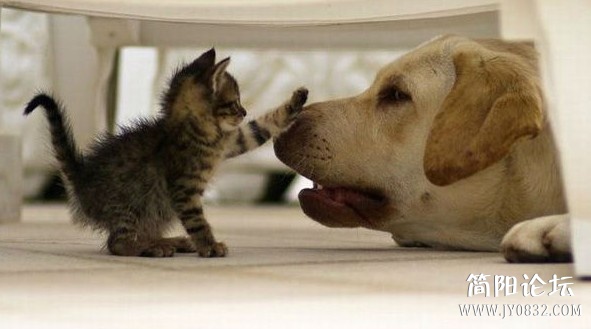 動物 (5).jpg