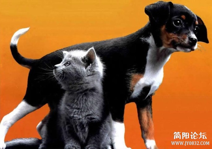 動物 (16).jpg