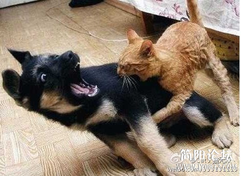 動物 (17).jpg