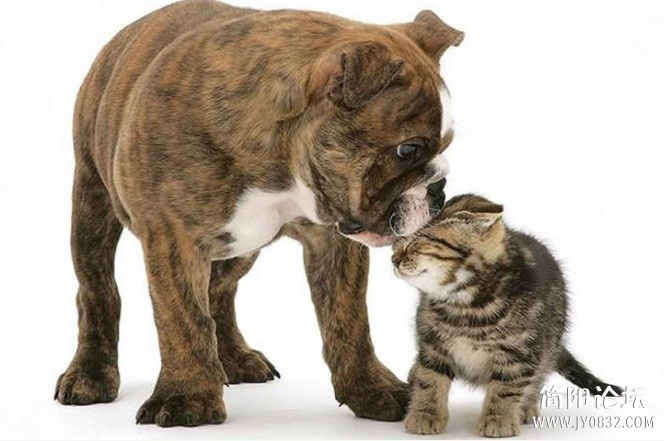 動物 (18).jpg