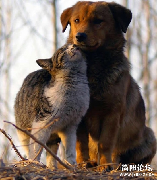動物 (20).jpg