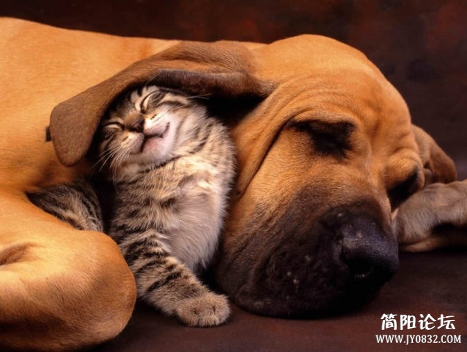 動物 (21).jpg