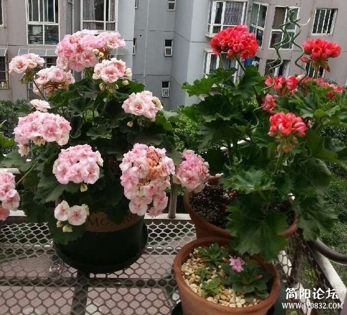组合天.jpg
