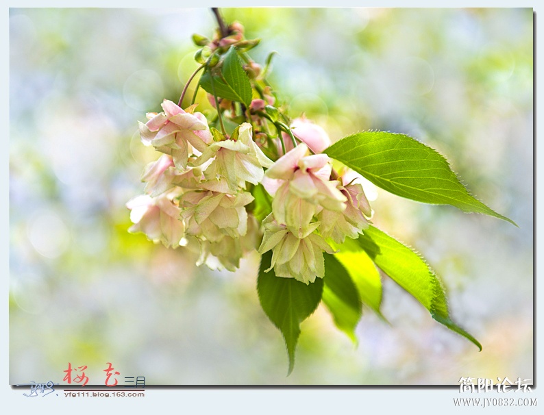 樱花（二）——05.jpg
