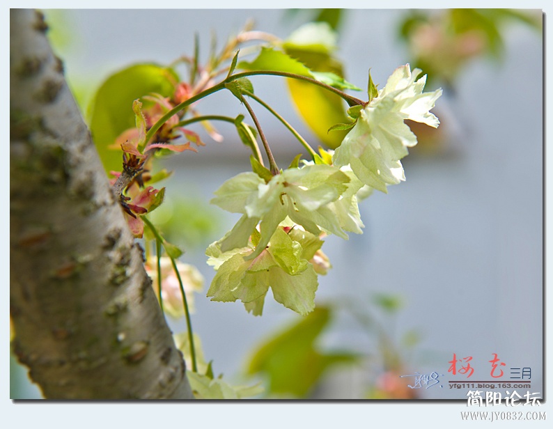 樱花（二）——02.jpg