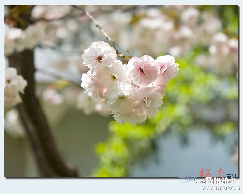 樱花（二）——08.jpg
