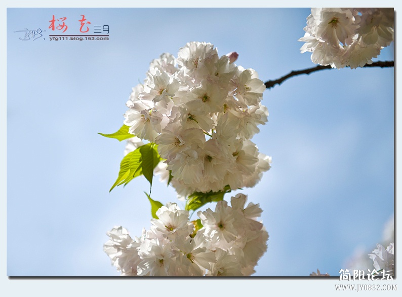 樱花（二）——07.jpg