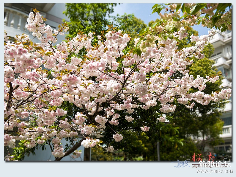 樱花（二）——06.jpg
