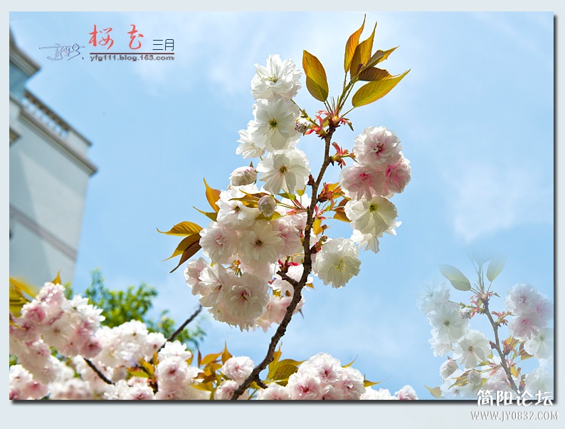樱花（二）——13.jpg