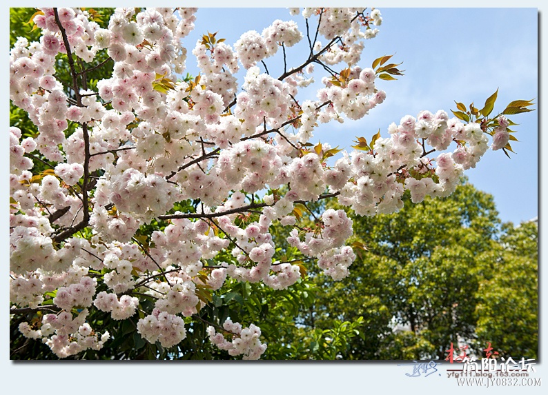 樱花（二）——12.jpg