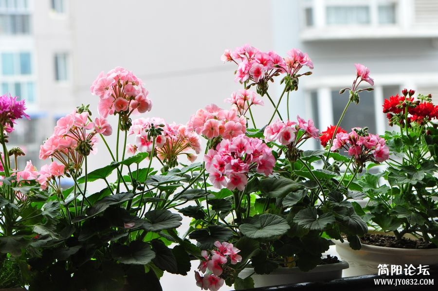 照片 461.jpg