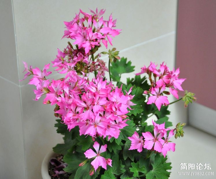 照片 494.jpg