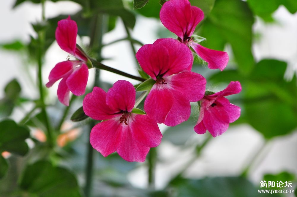 照片 081.jpg