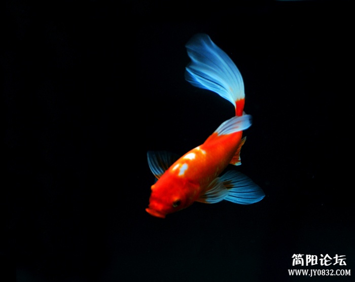锦鲤1.jpg