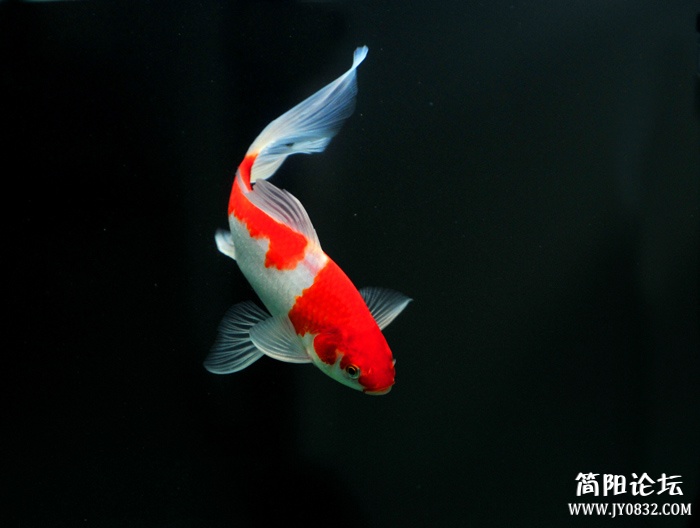 锦鲤4.jpg