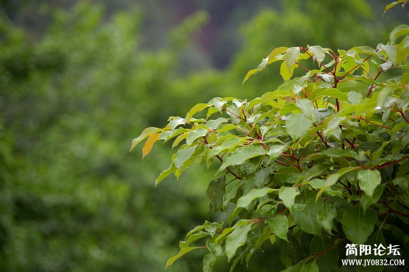 IMGP8890_调整大小.JPG
