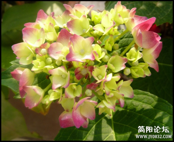 P1100692_副本.jpg