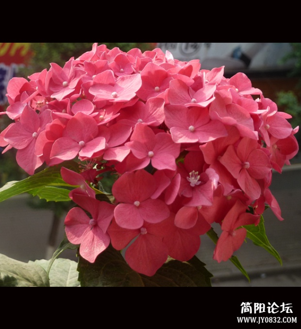 P1100694_副本.jpg