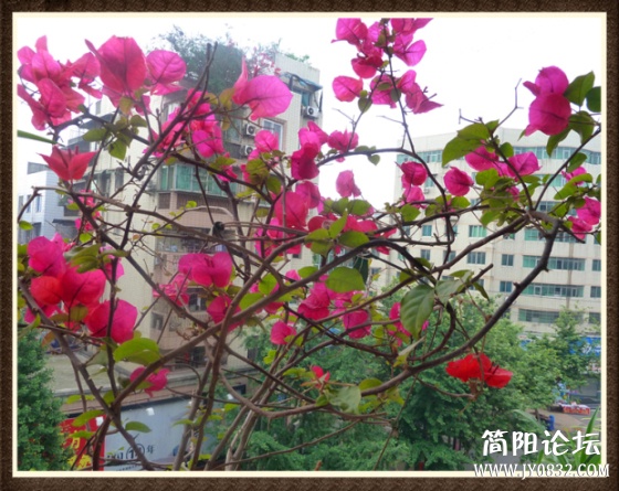 P1100699_副本.jpg
