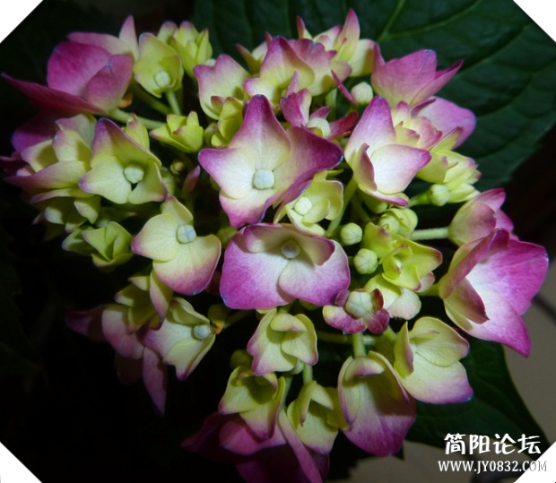 P1100706_副本.jpg