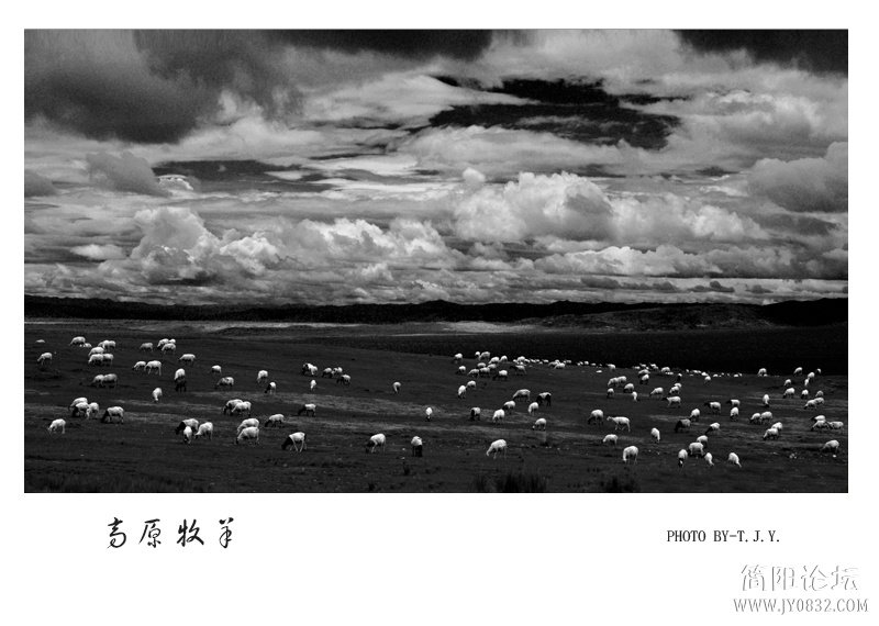 牧羊01.jpg