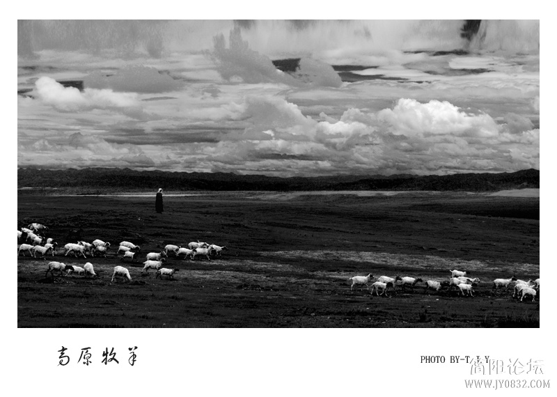 牧羊02.jpg