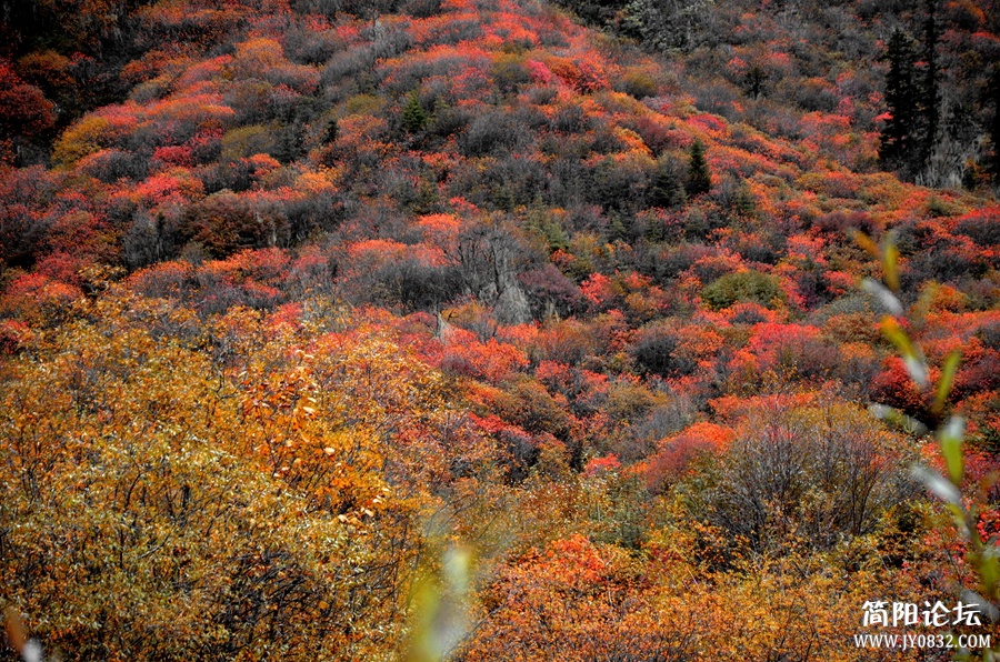 DSC_2593_副本.jpg