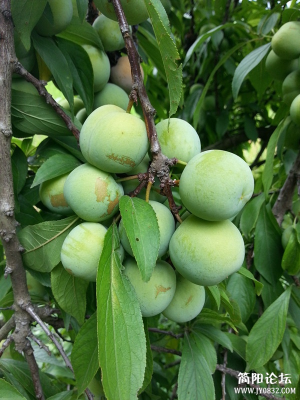 20130607_125930_副本.jpg