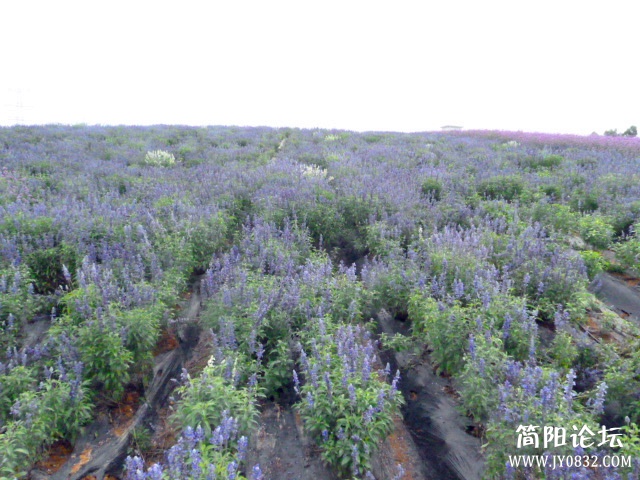 P1100881_副本.jpg